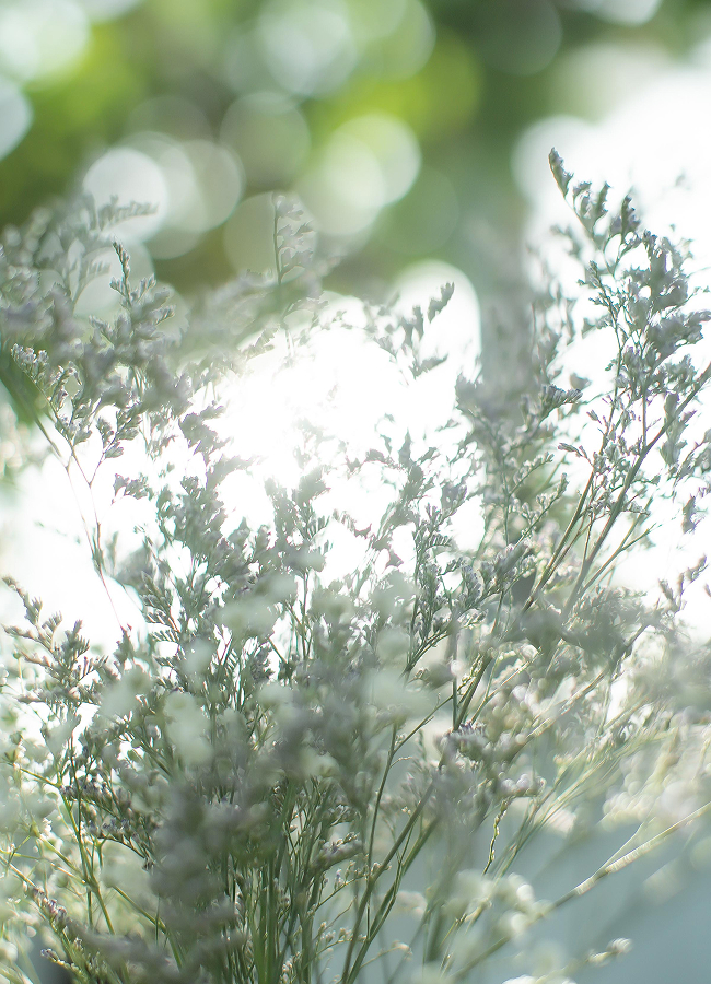 植物の写真